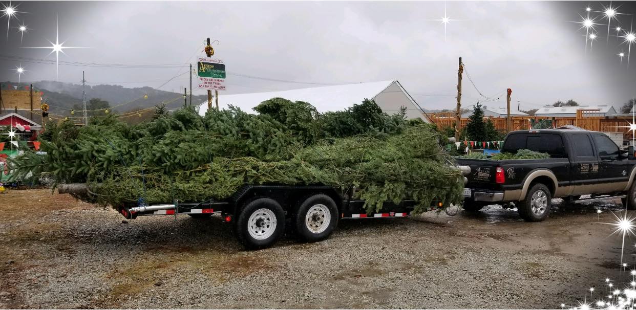 Local Christmas Tree Lots Ready for the Season