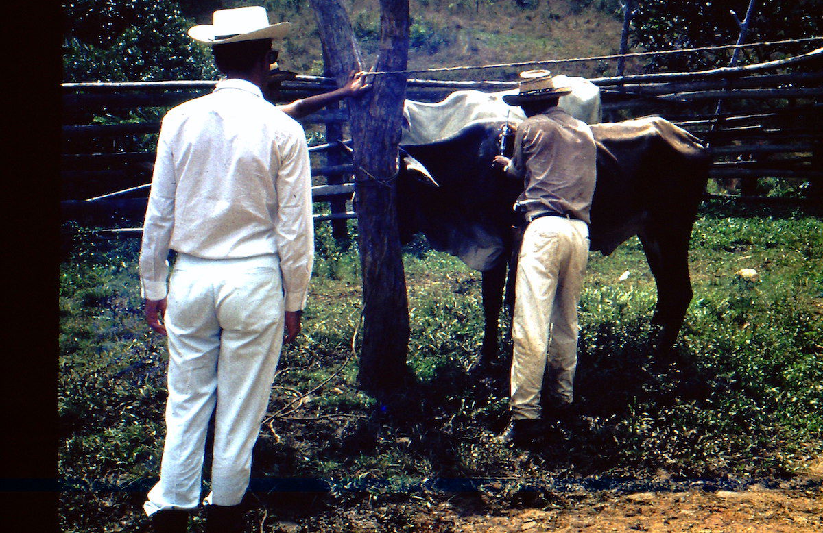 Local Veterinarian Robert Schechter Publishes First Memoir