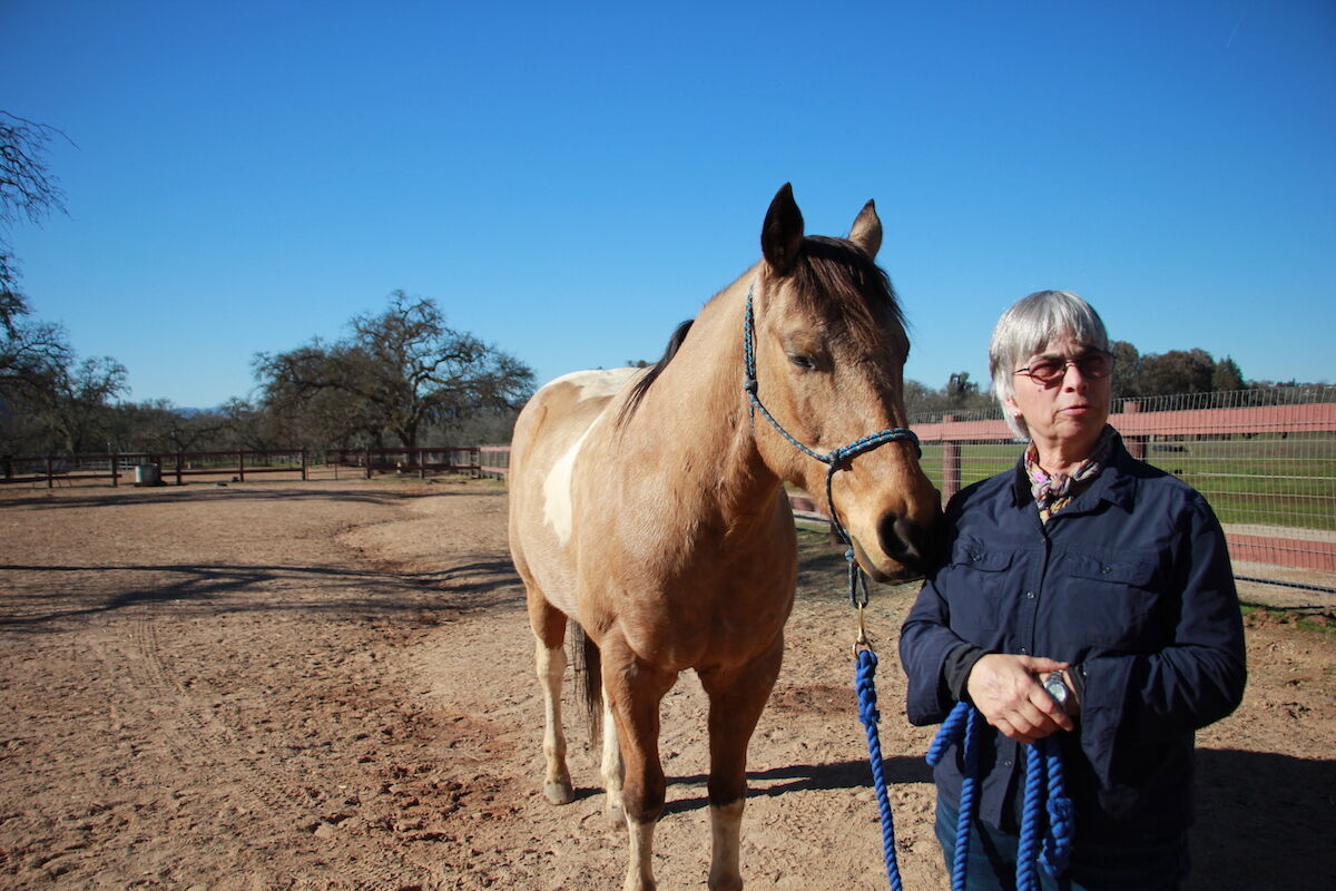 Local Nonprofit Offers Life Coaching with Horses&nbsp;