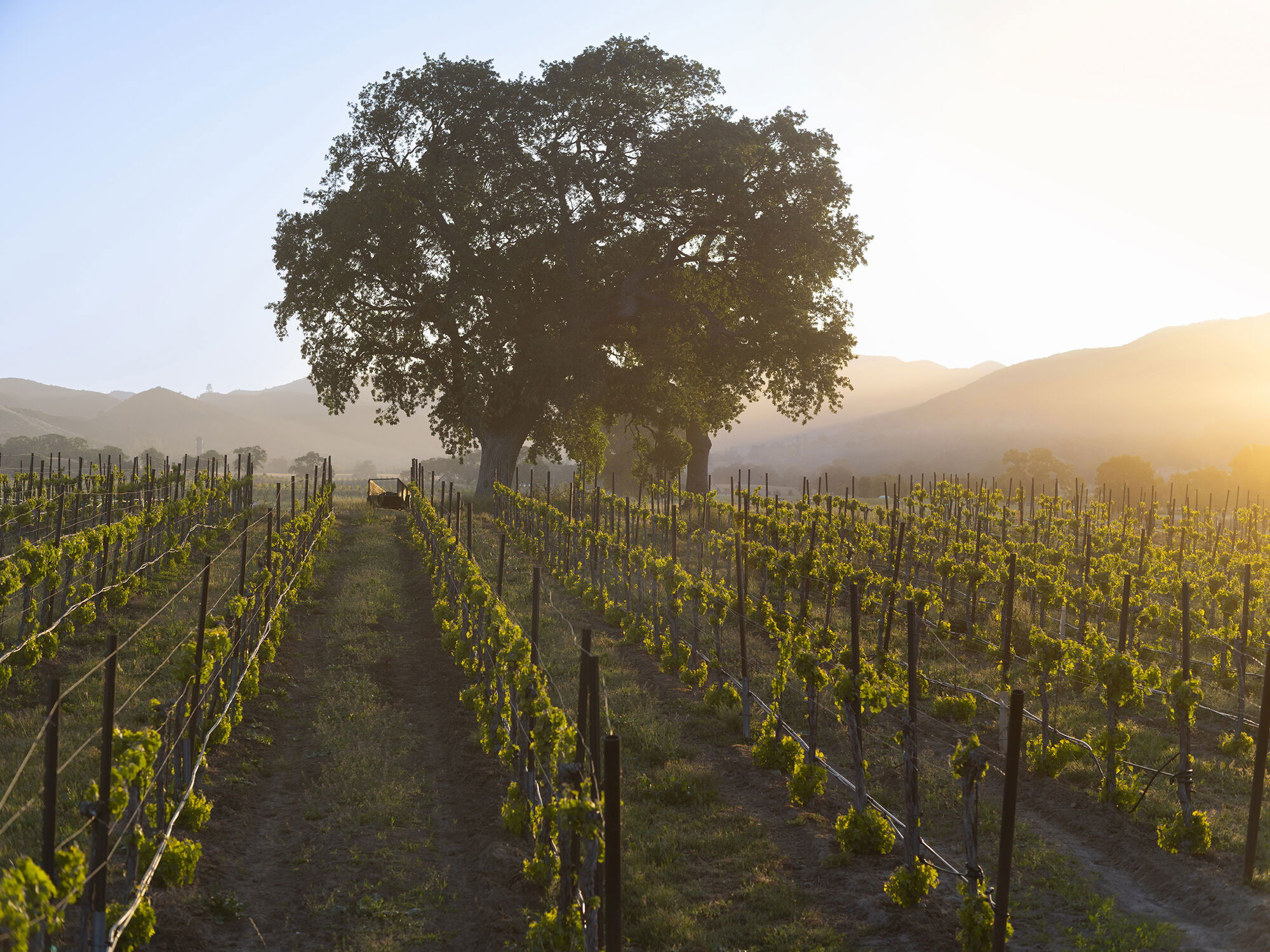 A Mid-Summer Snapshot of Paso Robles Wine Country