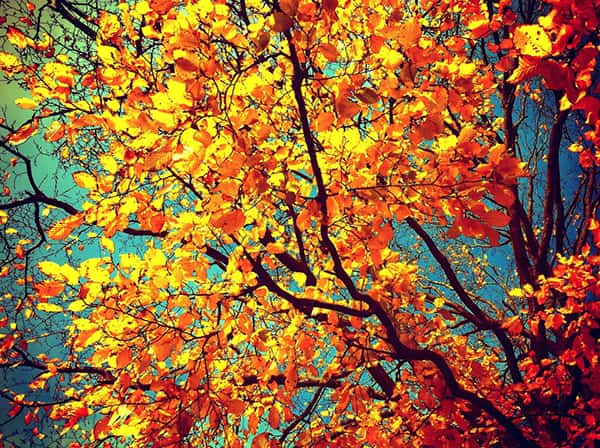 Autumn Leaves
