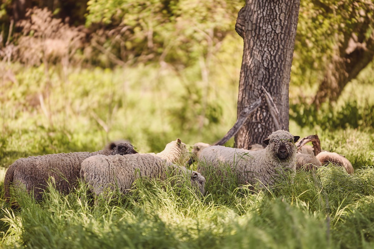 Hope Family Wines creates a buzz with beekeeping and regenerative farming