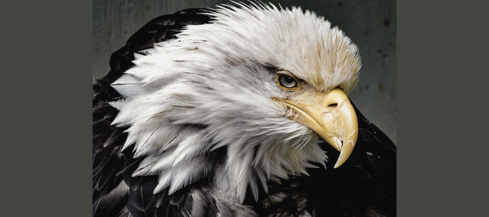 America’s Bald Eagle Population Continues to Soar