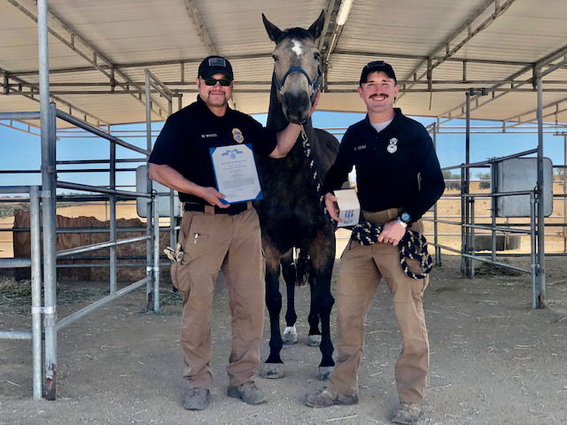 Vandenberg Horse Finds New Home at Redwings Sanctuary