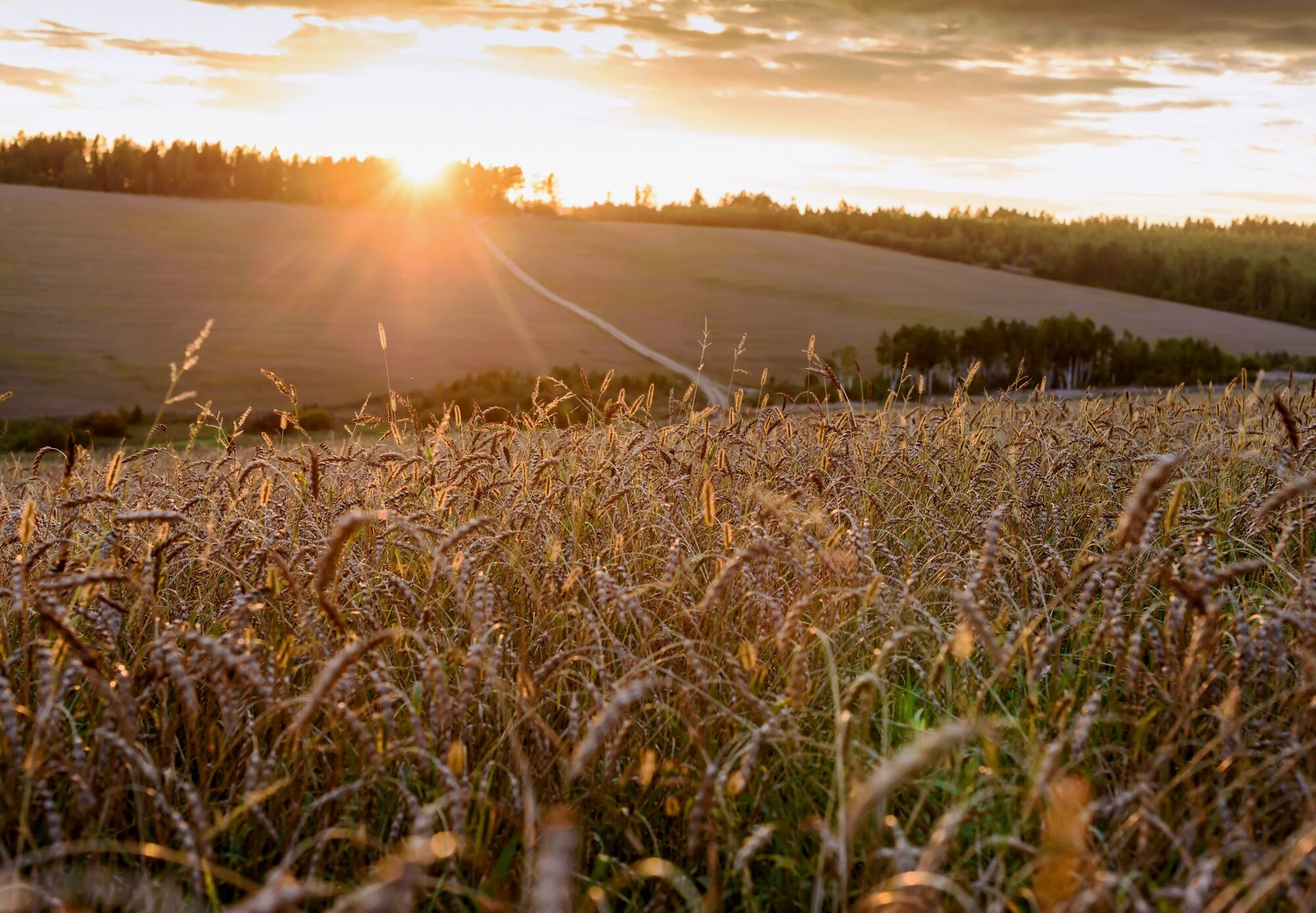 The Western Drought and the Food Supply