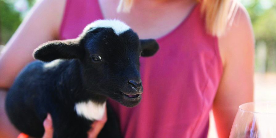 SLO County’s Open Farm Days Returns for 5th Year of AgriCULTURAL Adventure