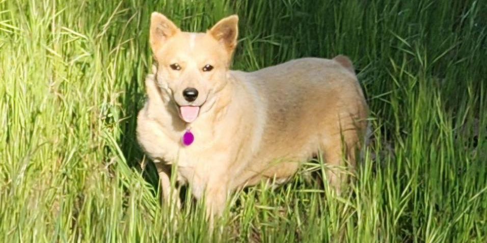 CCHDR Pet of the Week: Carol!