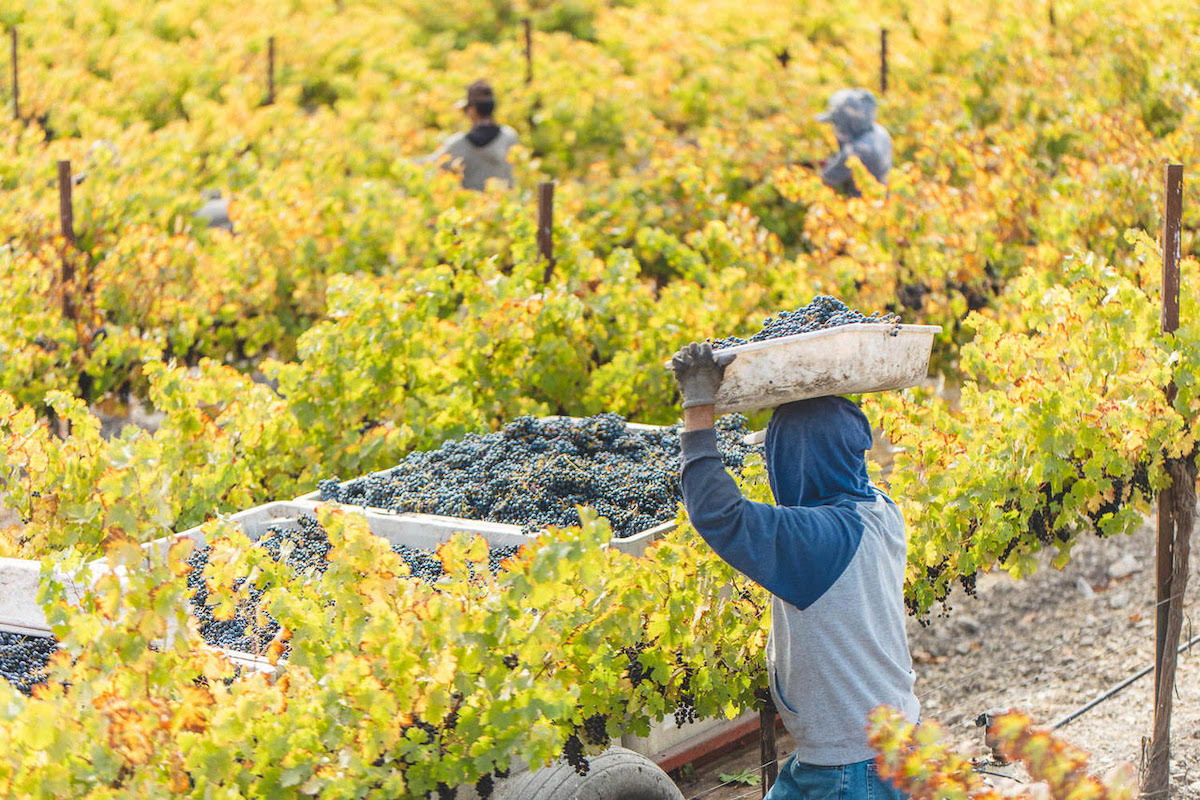 Harvest 2023 — Slow start + longer hang time = memorable vintage?