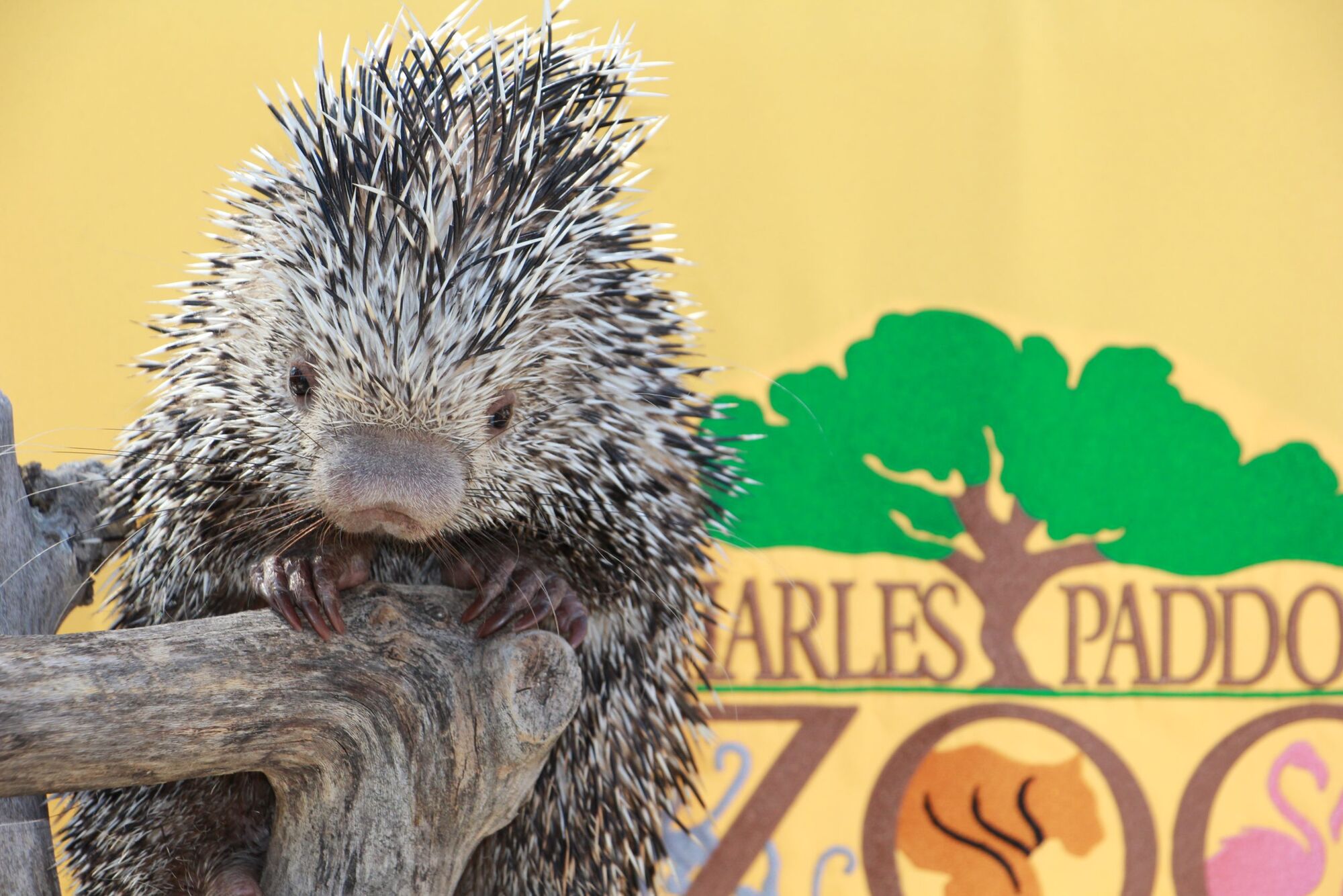 Charles Paddock Zoo Welcomes Spring and Babies