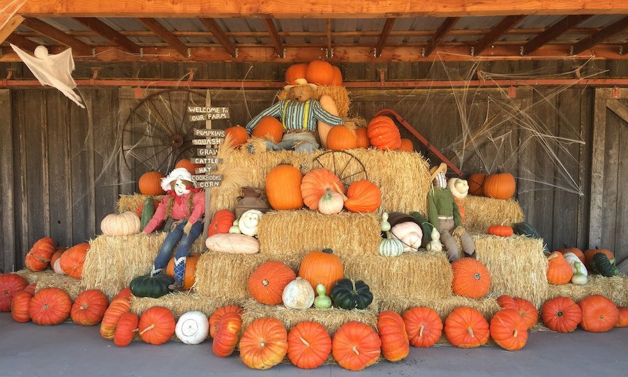 Harrowing Halloween Fun!
