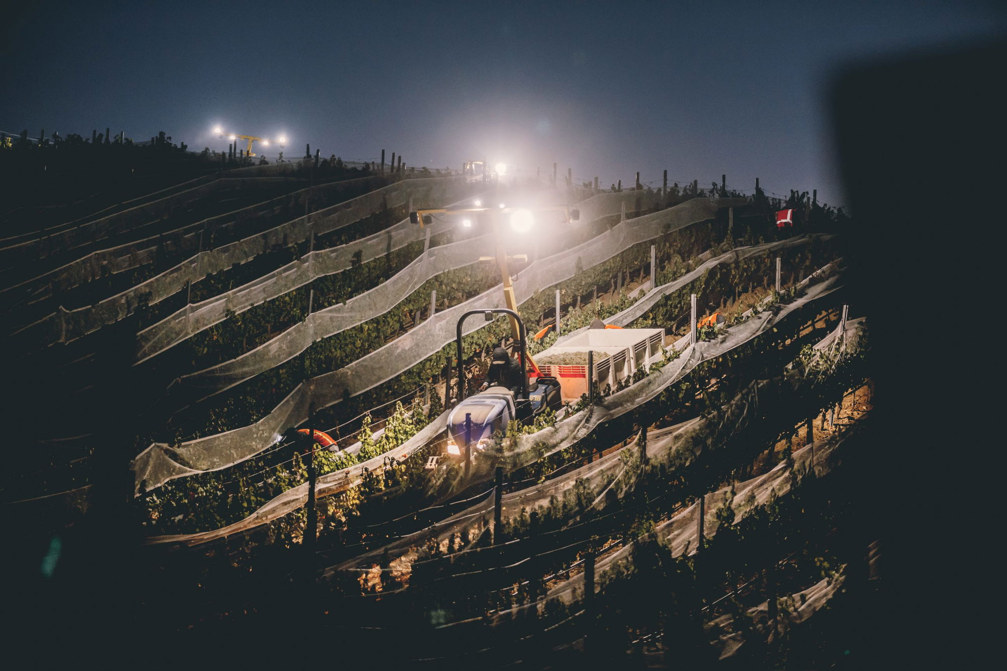 Fast and Furious: Paso Harvest 2022 - A Winemaker's Vintage