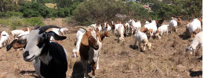 Goats, Sheep to Graze in Salinas Riverbed to Reduce Hazardous Fuels