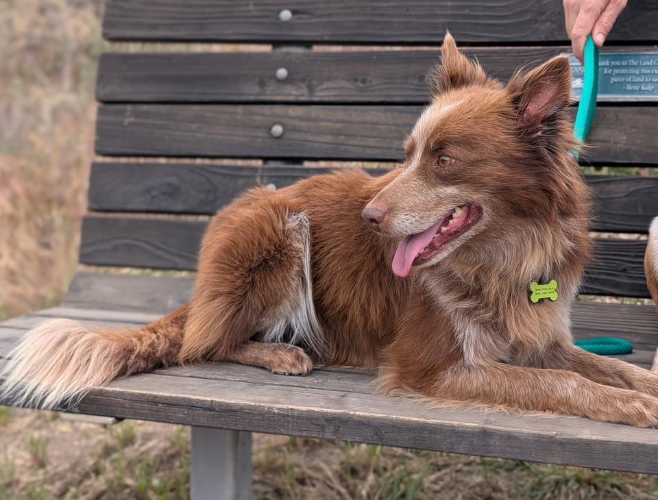 CCHDR Pet of the Week: Harley!