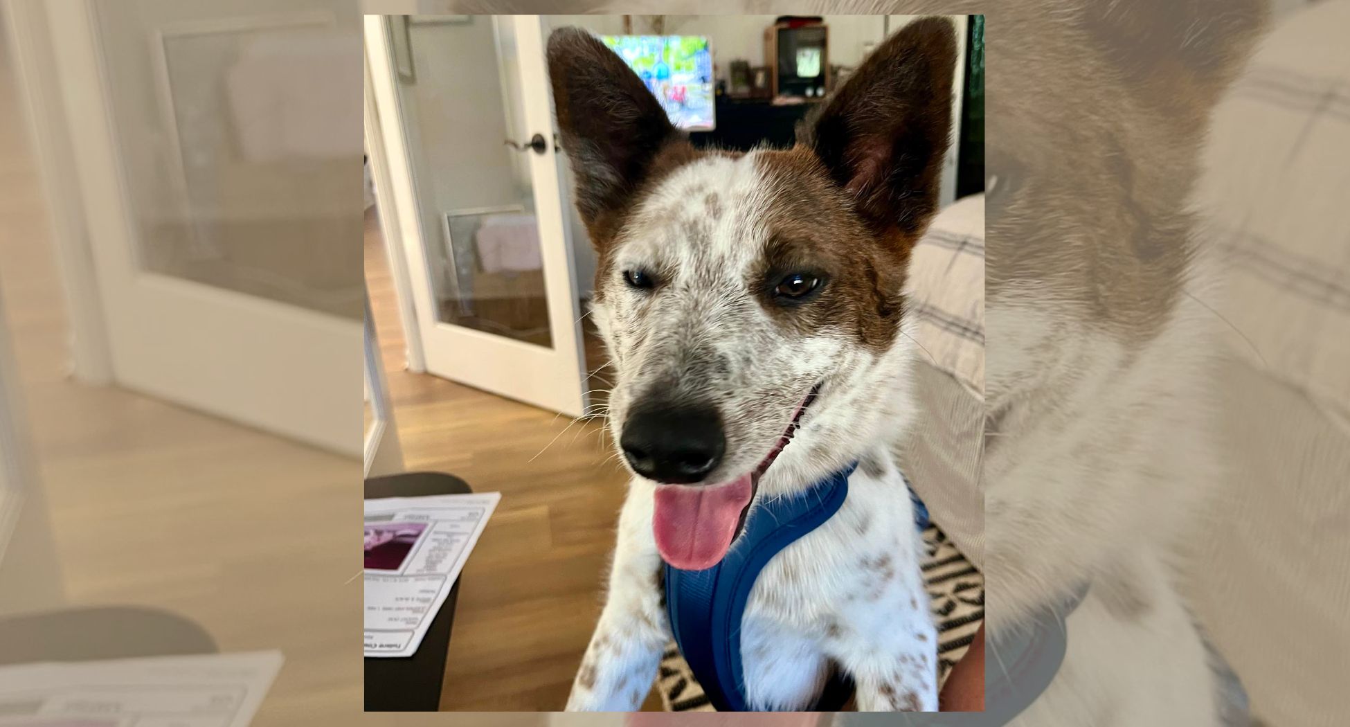 CCHDR Pet of the Week: Hunter!