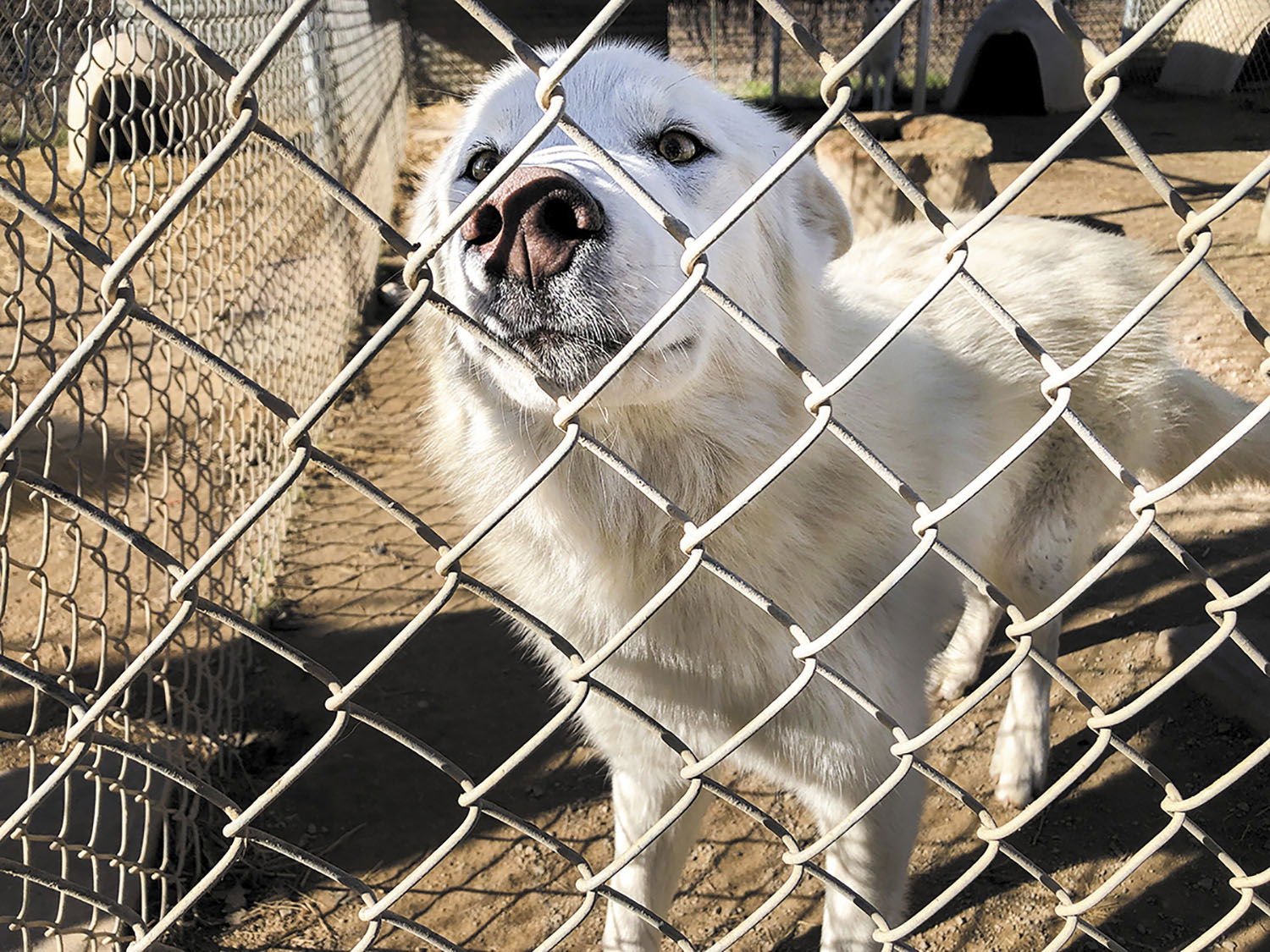 WHAR Wolf Rescue Seeks Home for Wolf Hybrid Puppies