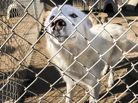 WHAR Wolf Rescue Seeks Home  for Wolf Hybrid Puppies
