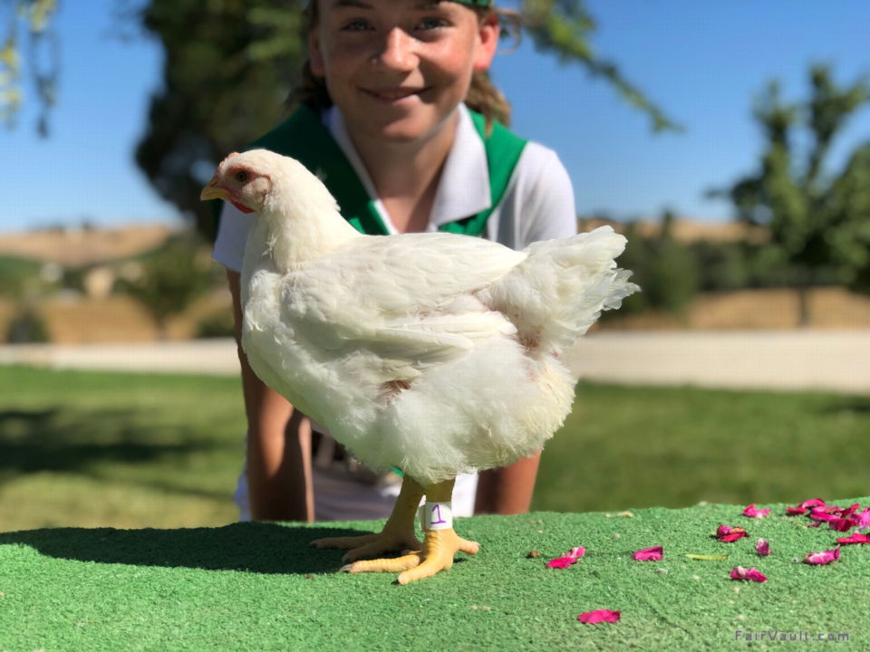 Mid-State Fair's Virtual Livestock Show Results Announced