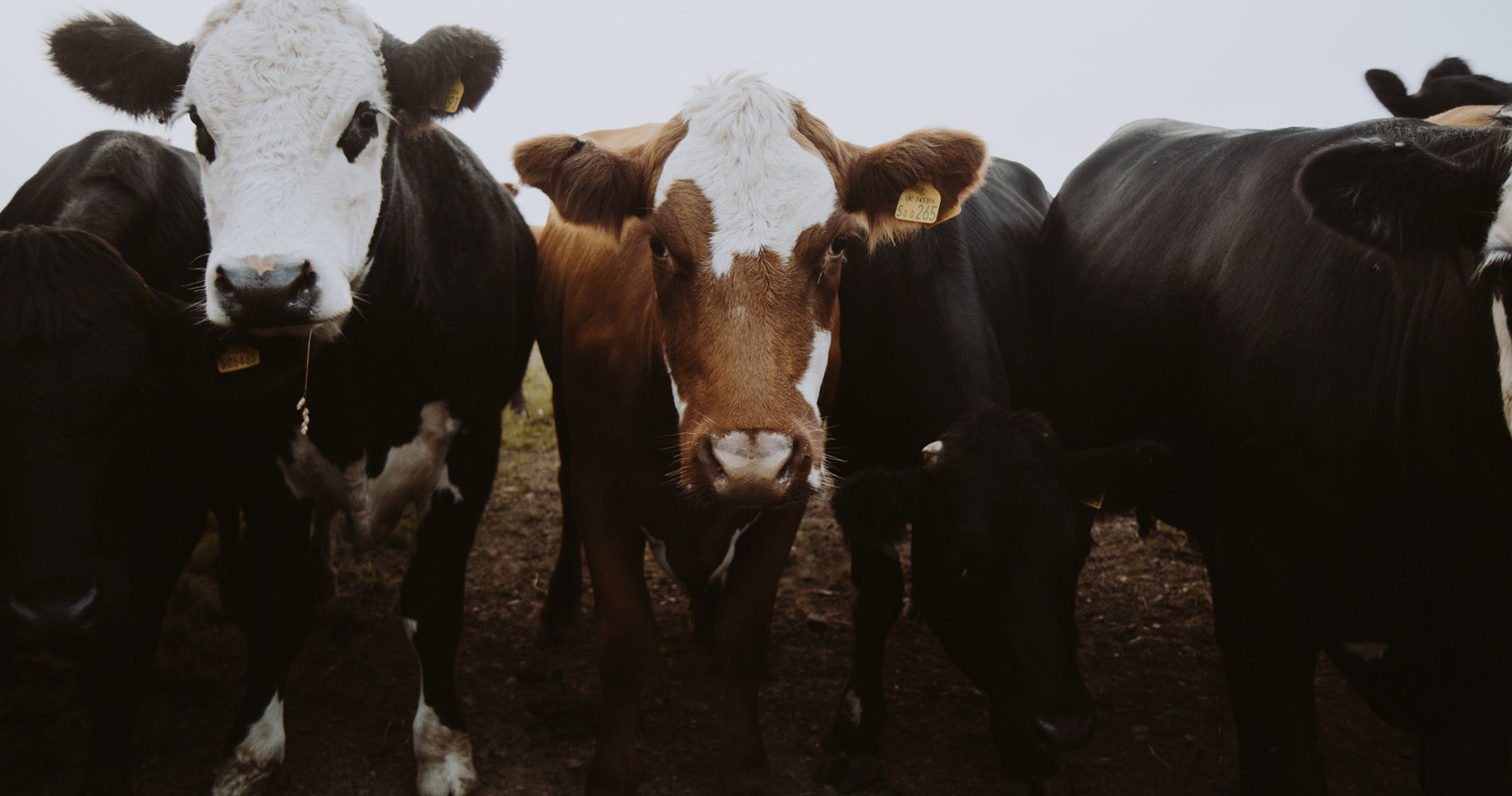 Salinas Valley Fair 2021 in-person livestock grading show and Online Auction