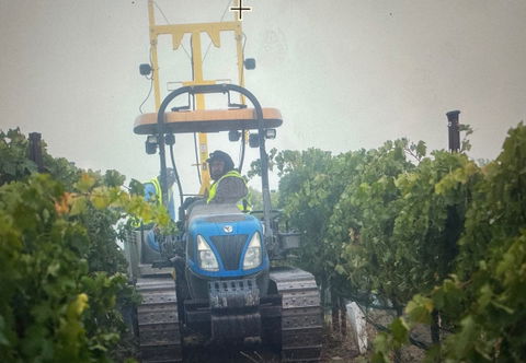 Paso harvest 2024 - quality high, quantity low