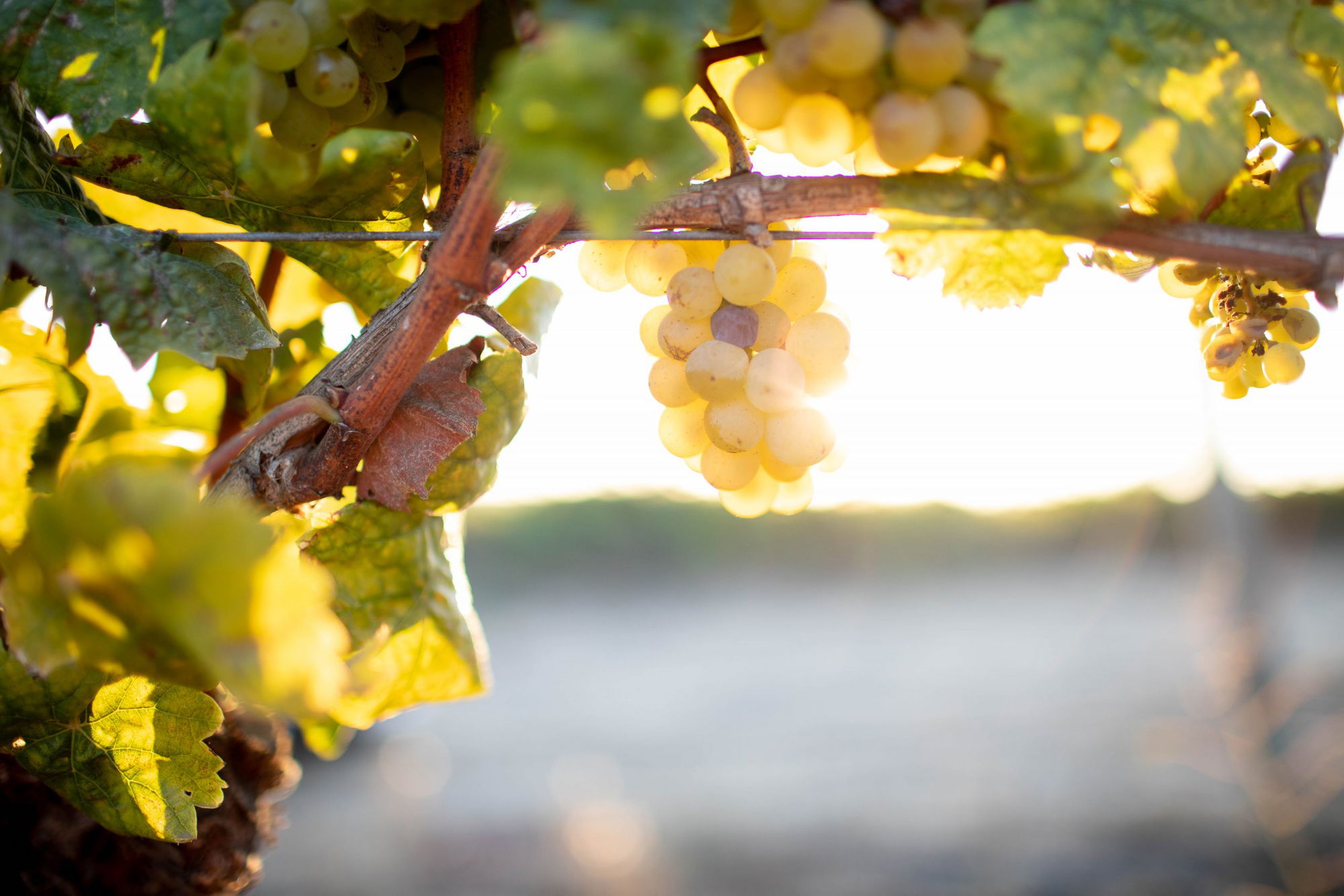 The 2021 San Luis Obispo County Wine Industry Awards