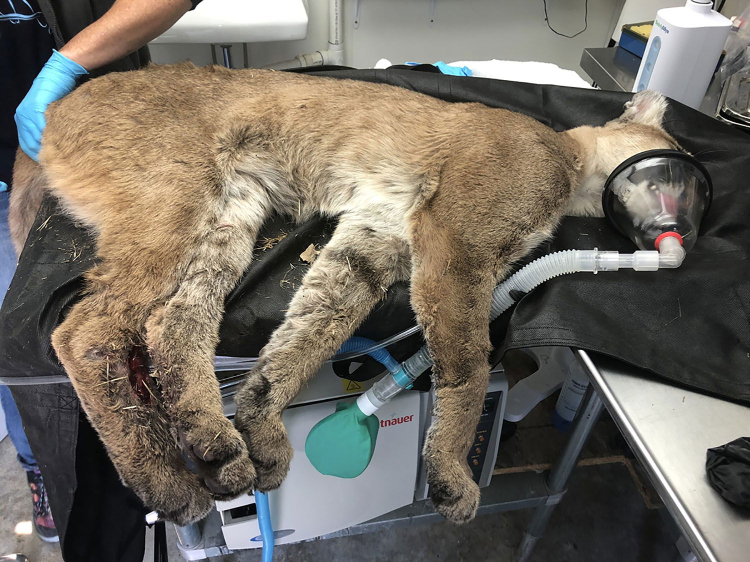 Injured Mountain Lion Found Along Highway 101 Euthanized