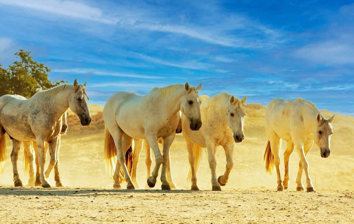 Redwings Horse Sanctuary Block Party Fundraiser is Back