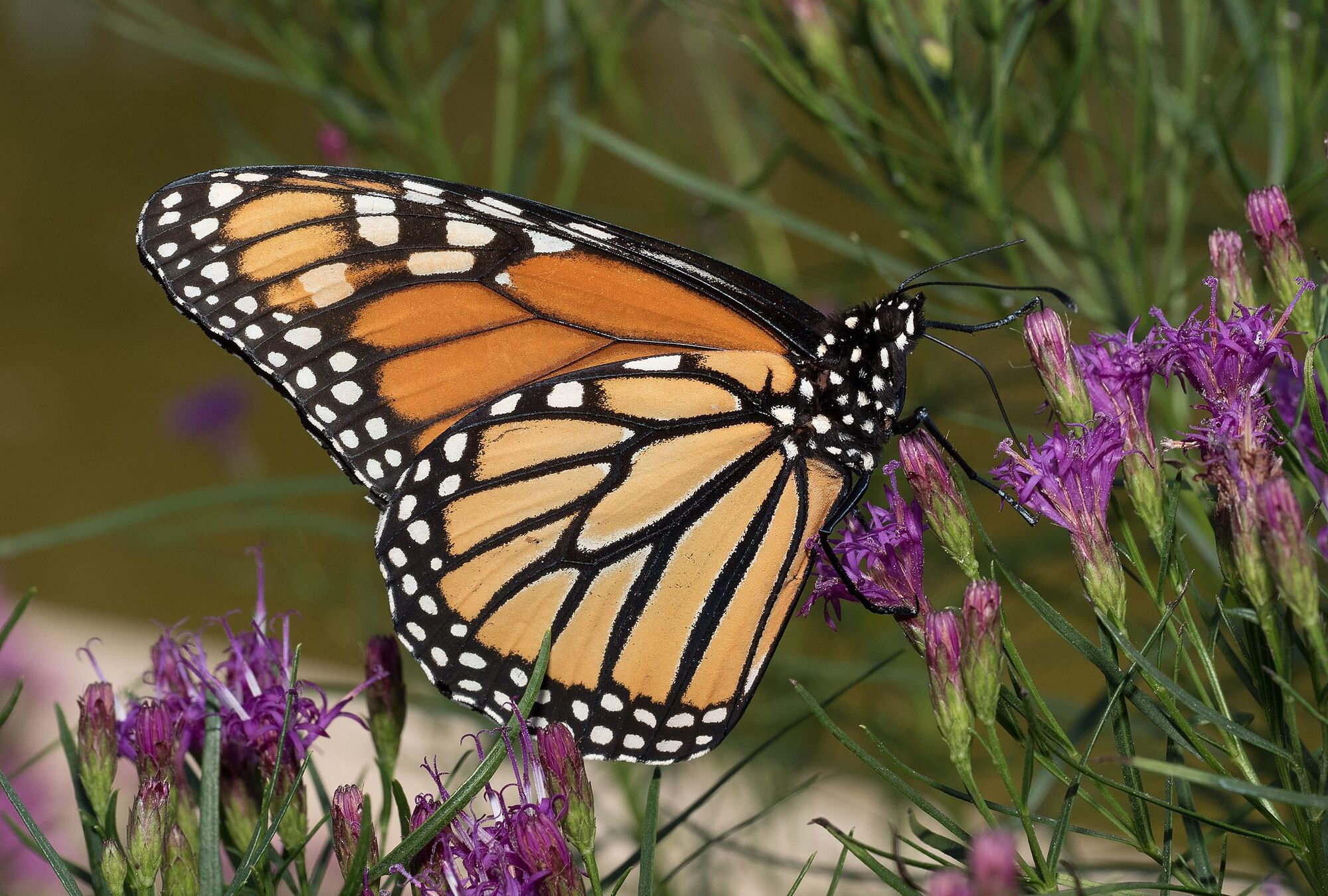 San Luis Obispo Botanical Garden: All About Monarchs: What They Need and How We Can Help
