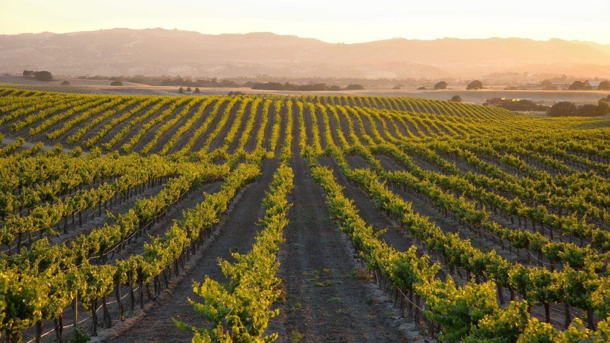 Taste of Paso's Back Roads Wineries