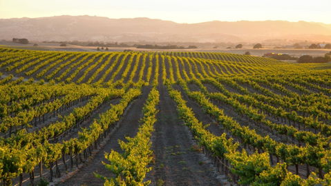 Taste of Paso's Back Roads Wineries