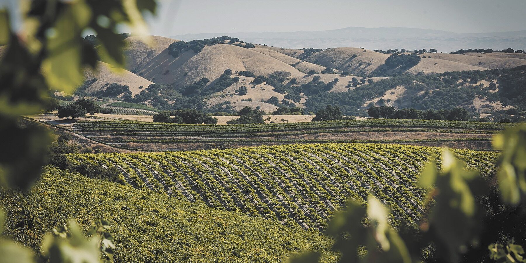 Paso Robles Wine Country Adapts with Variety of Coping Skills