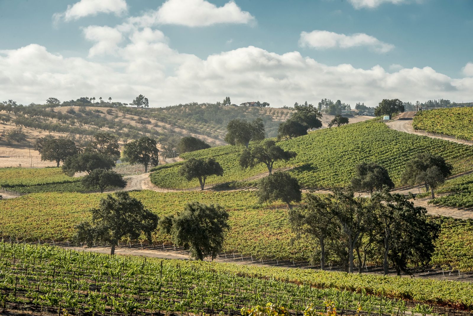 Paso Robles Wine Industry Drives $2.8 billion economic boom
