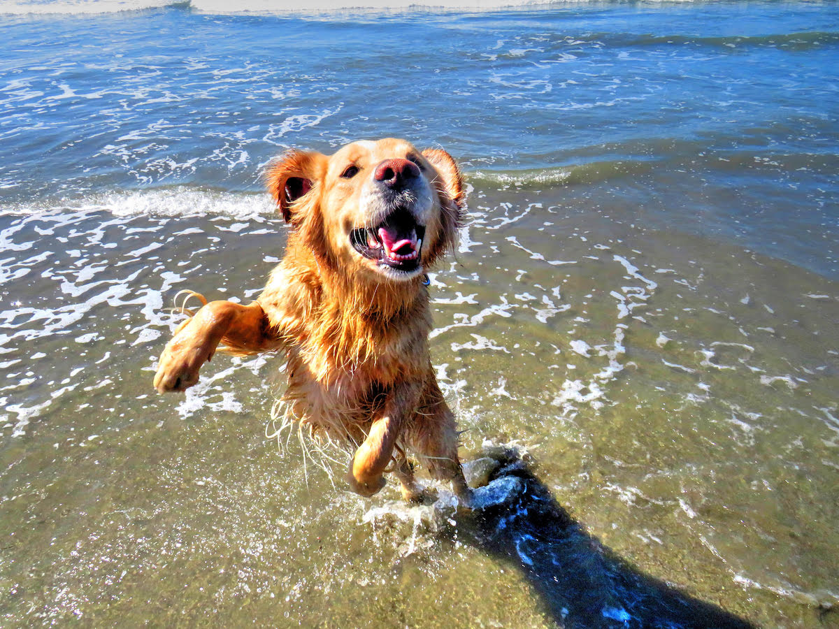 Ranger the Bodacious Beach Dog Brings Smiles to Atascadero
