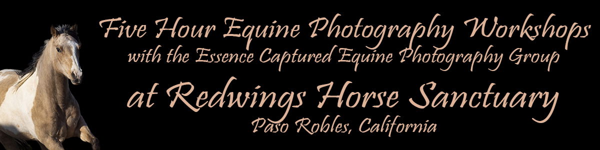 Equine Photography Workshops with the Essence Captured Equine Photography&nbsp;
