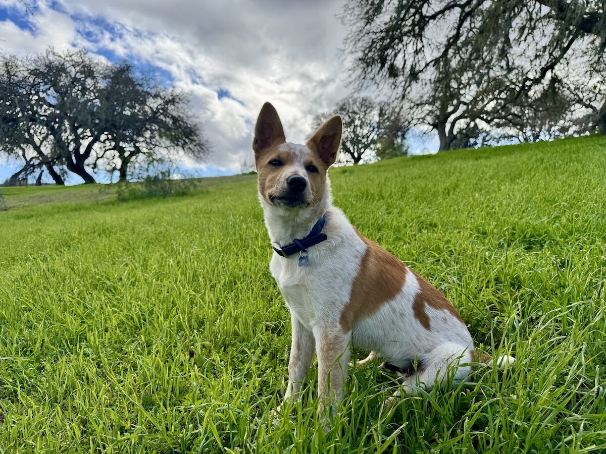 Hearts for Paws: How two Central Coast rescues are changing lives
