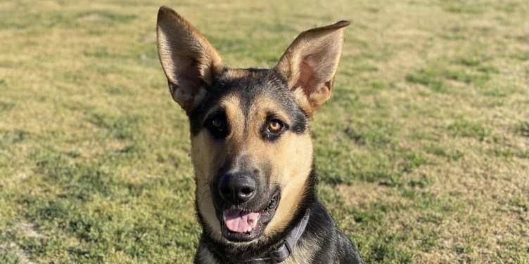 CCHDR Pet of the Week: Ryatt!