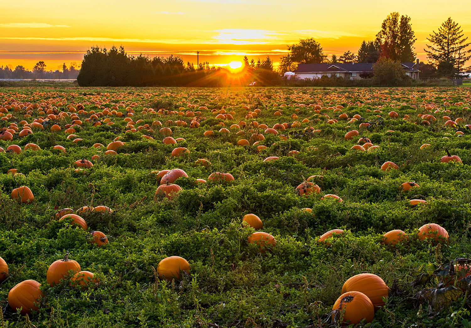 County: Have a Safer Halloween During COVID-19