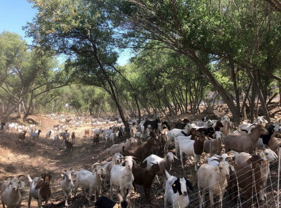 Grazing to Begin in Salinas River for Community Risk Reduction