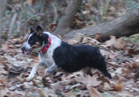 CCHDR Pet of the Week: Star!