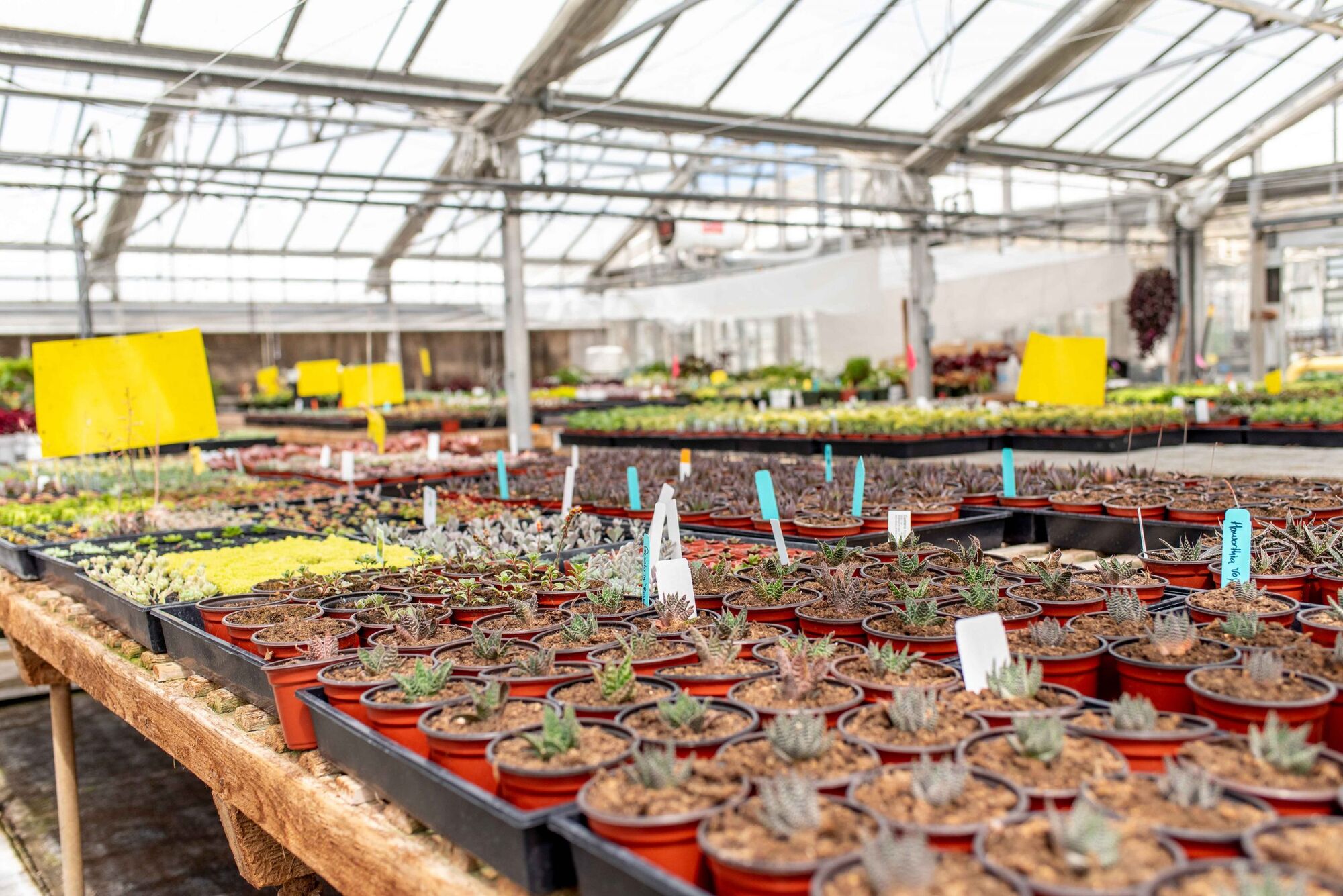 Reservations Now Available for Student-Run Succulentopia Plant Sale at Cal Poly