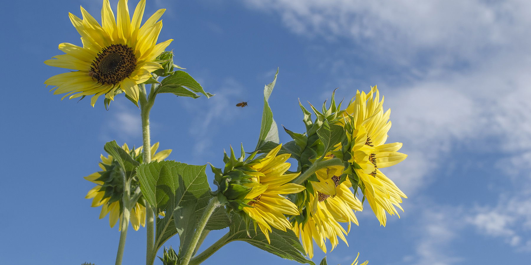 Symphony of the Vines to Produce Virtual Garden Tour