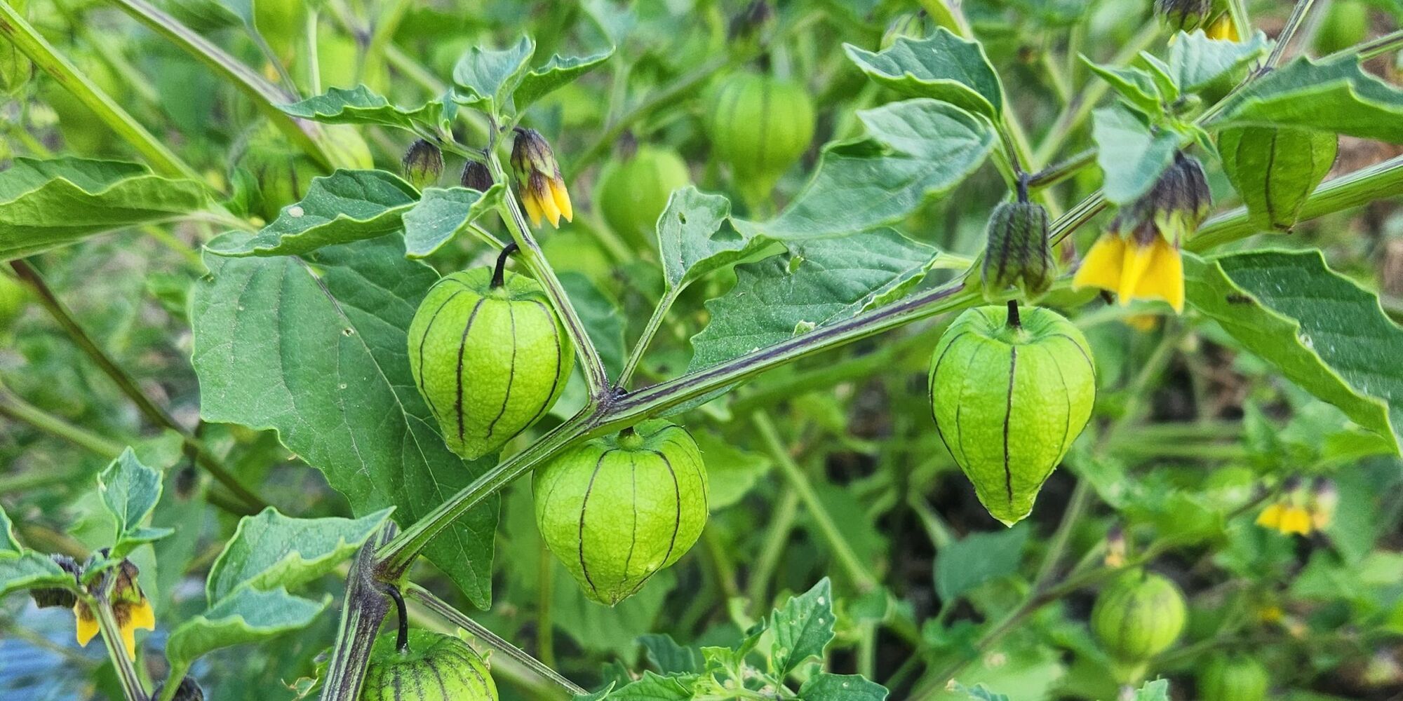 Free Community Garden Workshop in Paso Robles to Highlight Summer Vegetables