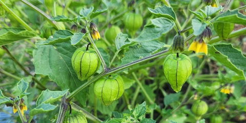 Free Community Garden Workshop in Paso Robles to Highlight Summer Vegetables