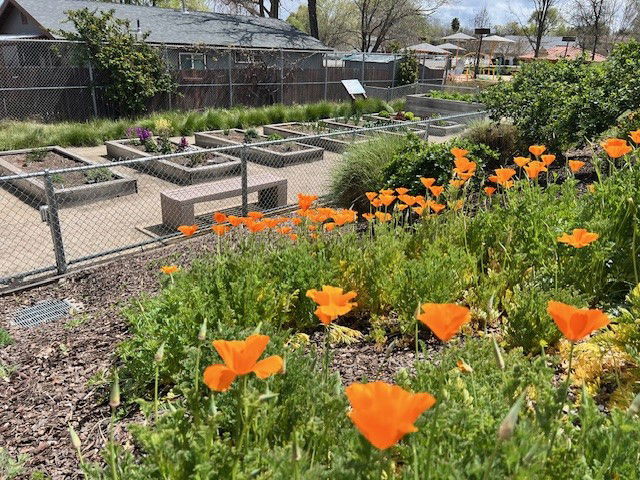 Paso Robles Recreation Services volunteers to host free community garden workshop on wildflowers