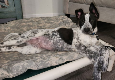 CCHDR Pet of the Week: Venus!
