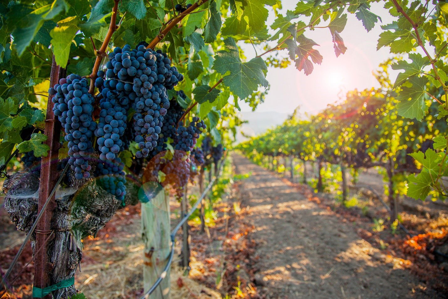 Paso Winemakers Reflect on Vintage 2020