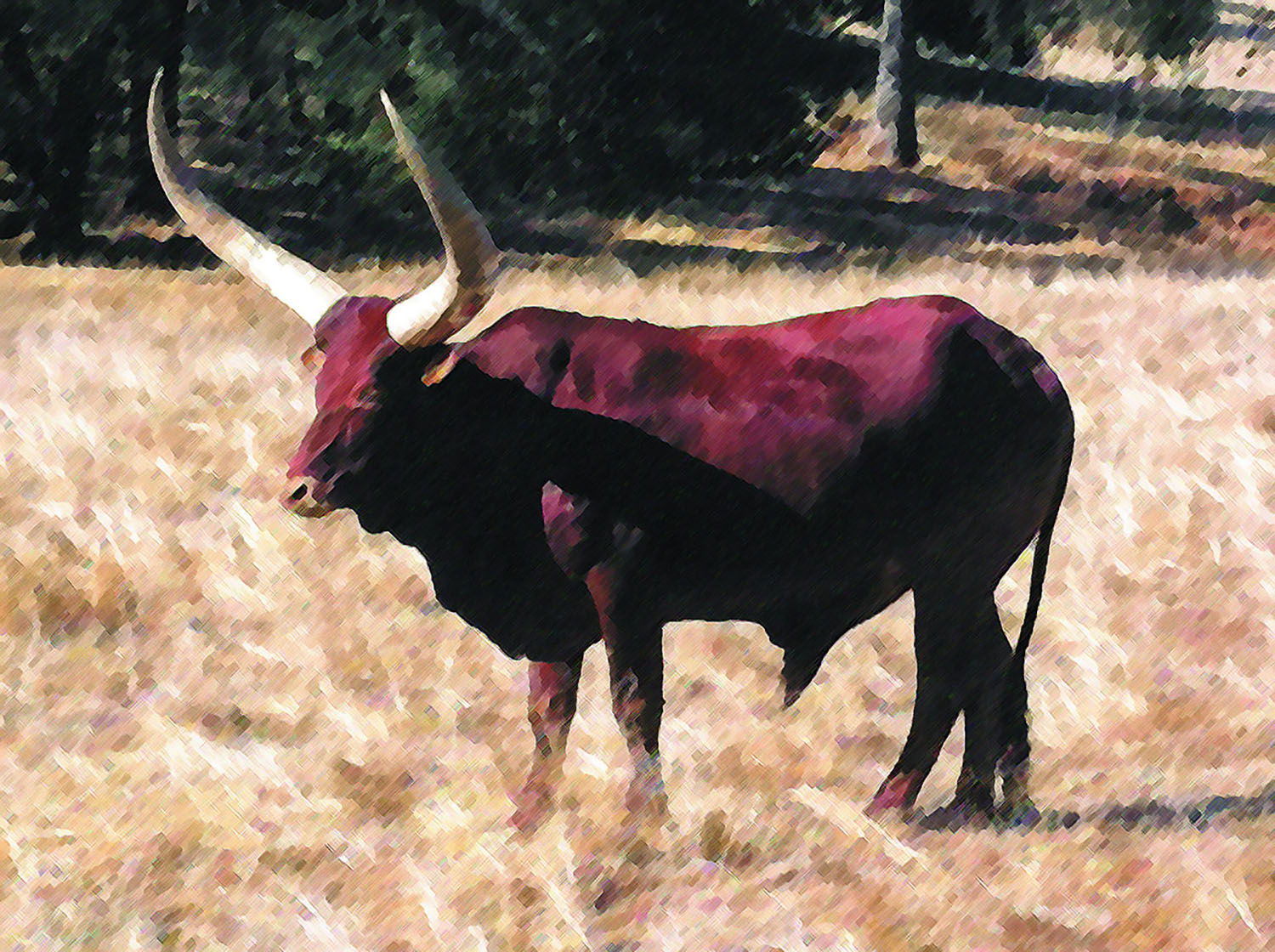 Did You Know: The Story Behind The Texas Longhorns?