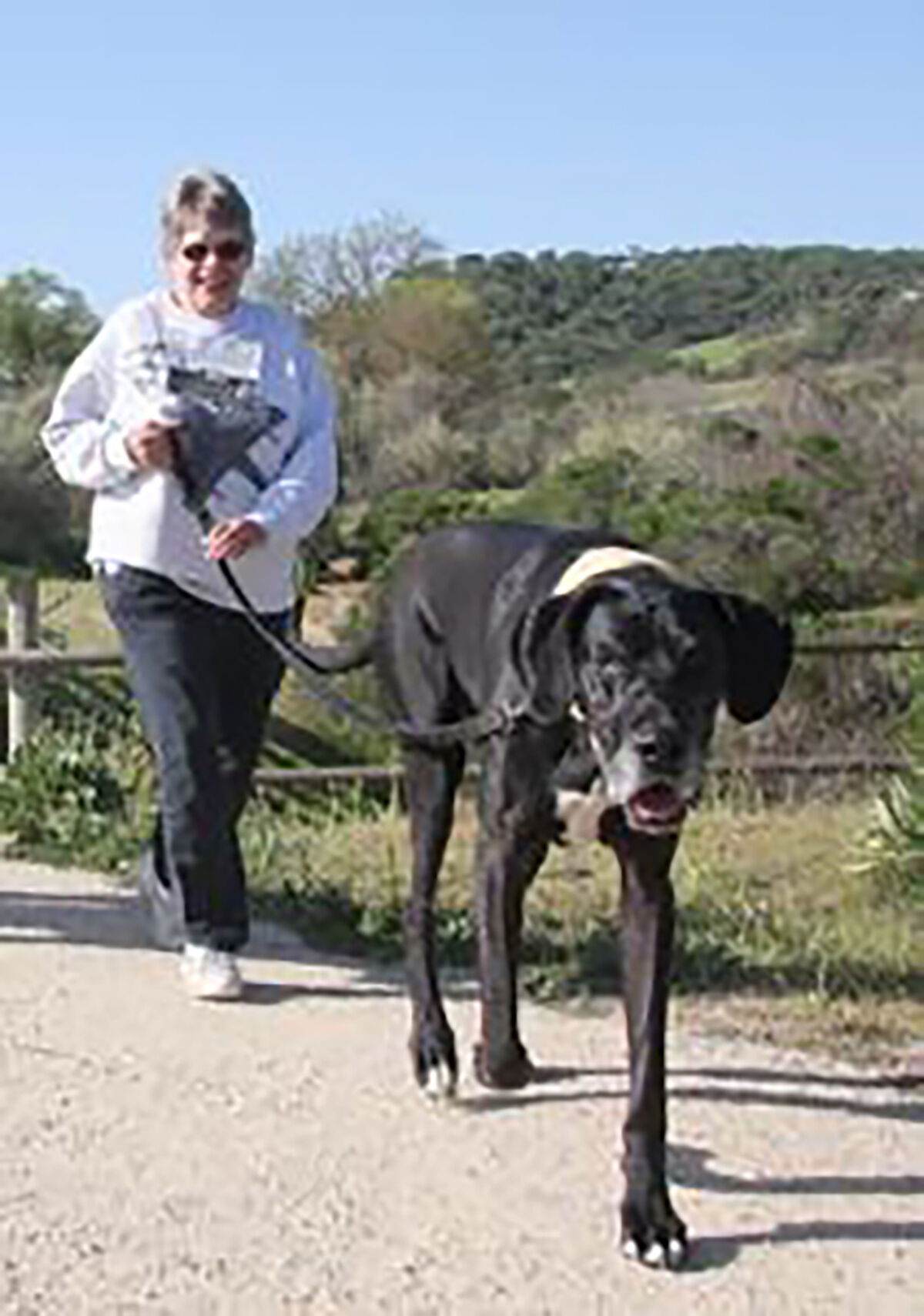 big dog jog