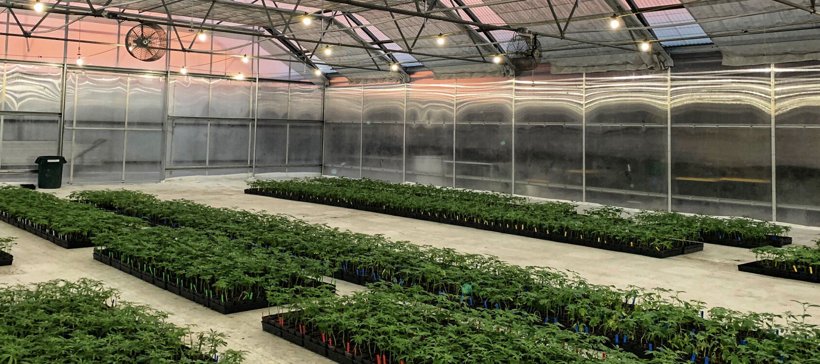 The Great Cannabis Debate; Part One