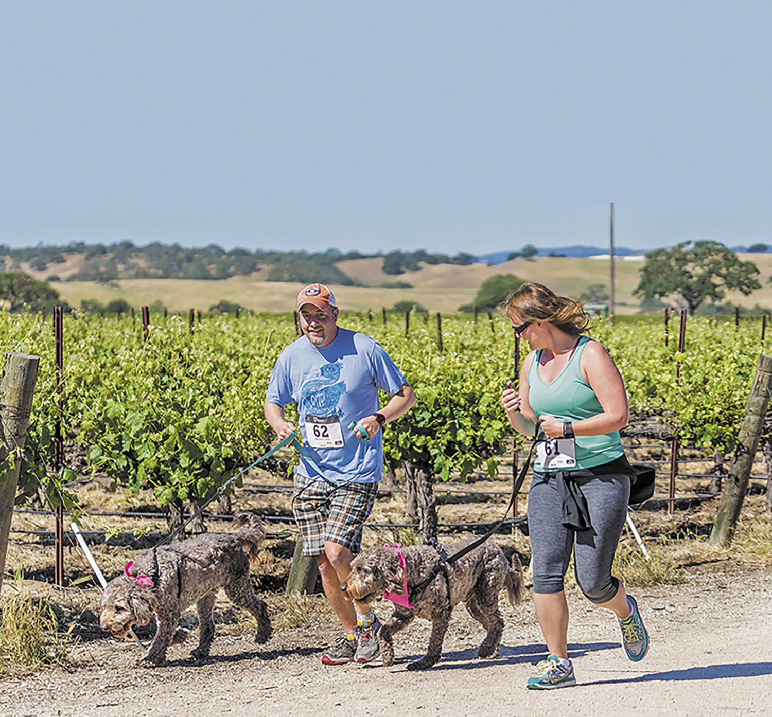 dog jog