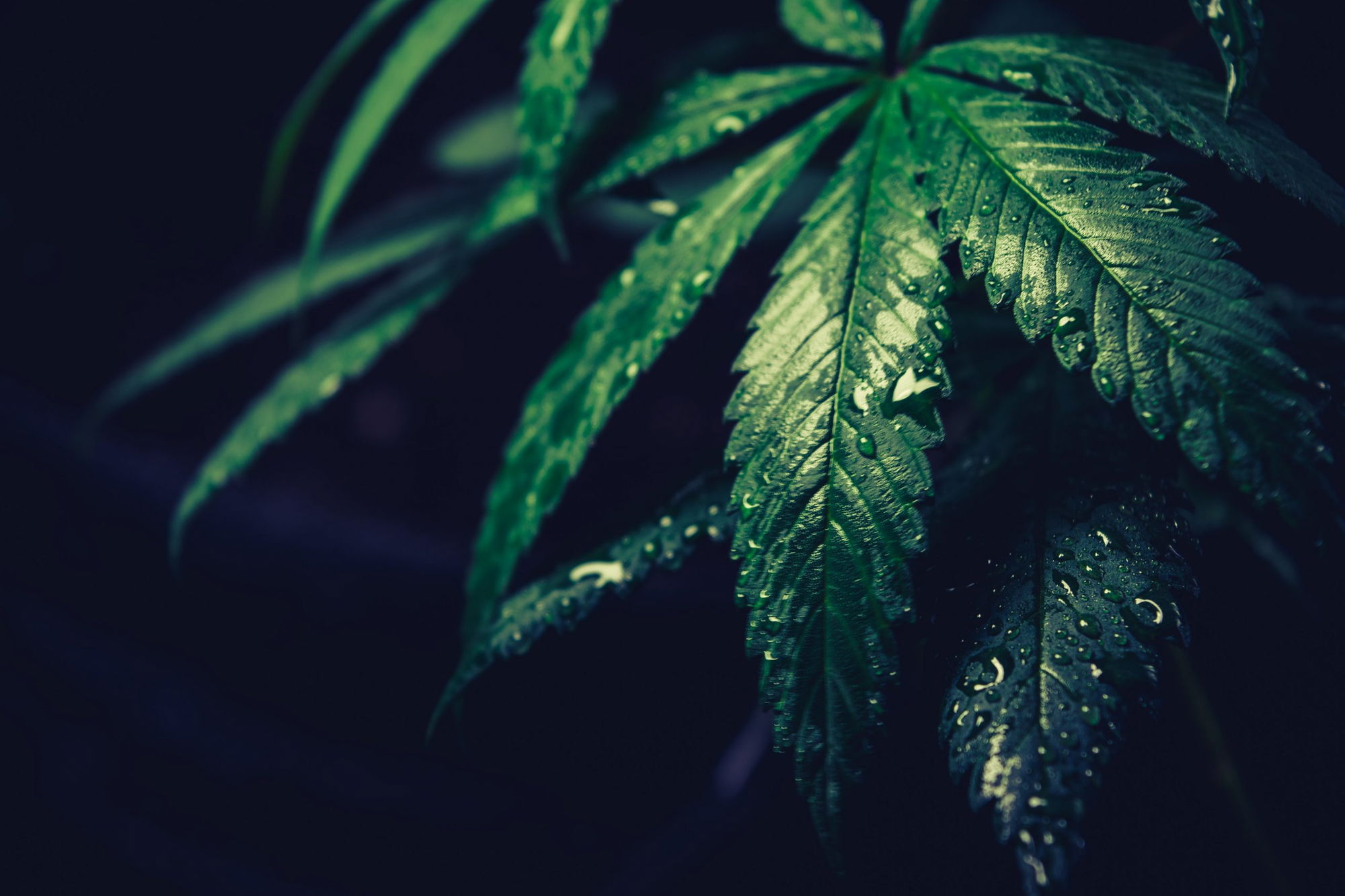 Narcotics Investigation Leads to Illegal Marijuana Grow